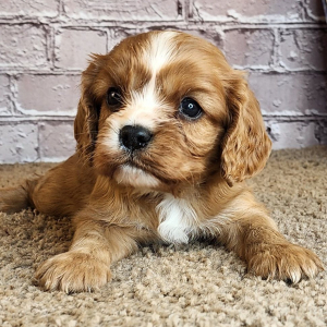 Cavalier King Charles Spaniel Puppy Daphne