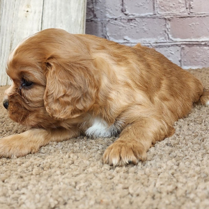 Cavalier King Charles Spaniel Puppy Daphne