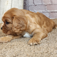 Cavalier King Charles Spaniel Puppy Daphne