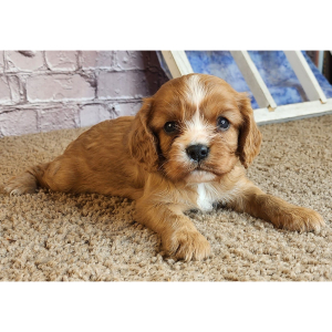 Cavalier King Charles Spaniel Puppy Daphne