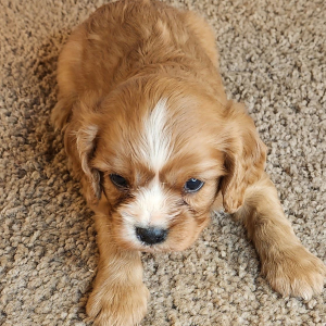 Cavalier King Charles Spaniel Puppy Daphne