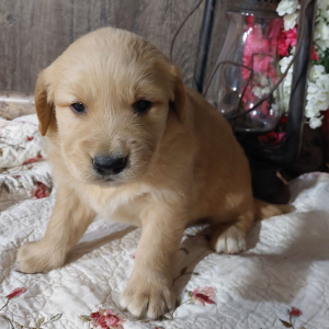 Golden Retriever Puppy Lance