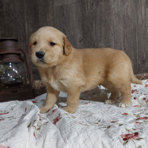 Golden Retriever Puppy Lance