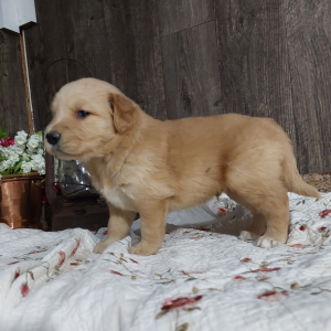 Golden Retriever Puppy Lance