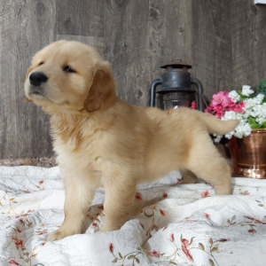 Golden Retriever Puppy Chico