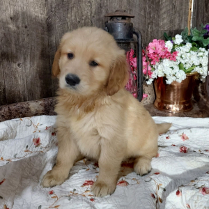 Golden Retriever Puppy Chico