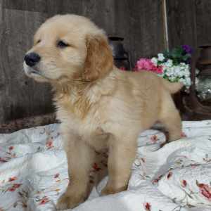 Golden Retriever Puppy Chico