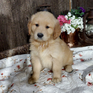 Golden Retriever Puppy Chico