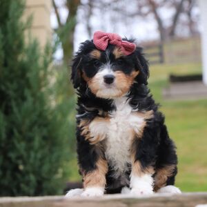 Bernedoodle Puppy Tonya