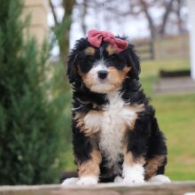 Bernedoodle Puppy Tonya