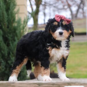 Bernedoodle Puppy Tonya