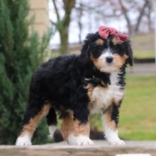Bernedoodle Puppy Tonya