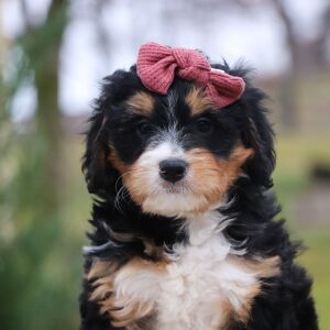 Bernedoodle Puppy Tonya