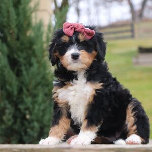 Bernedoodle Puppy Tonya