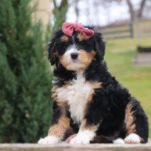 Bernedoodle Puppy Tonya