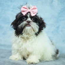 Shih Tzu Puppy Meg
