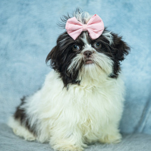 Shih Tzu Puppy Meg
