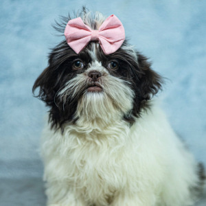 Shih Tzu Puppy Meg