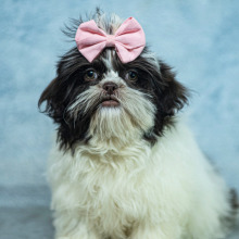 Shih Tzu Puppy Meg