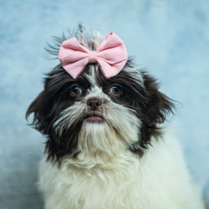 Shih Tzu Puppy Meg