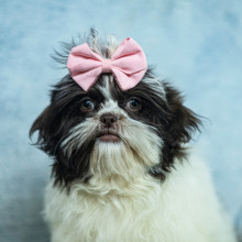 Shih Tzu Puppy Meg
