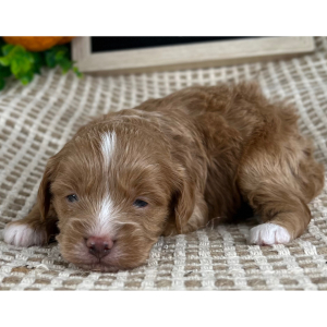 Cavapoo Puppy Spencer