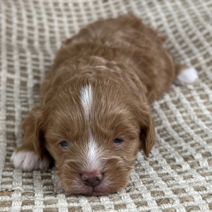 Cavapoo Puppy Spencer