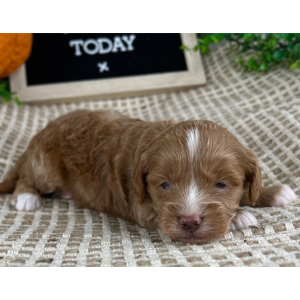 Cavapoo Puppy Spencer