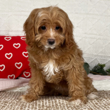 Cavapoo Puppy Spencer