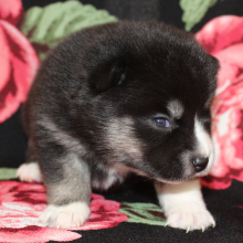 Pomsky Puppy Rima