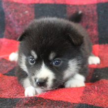 Pomsky Puppy Rima