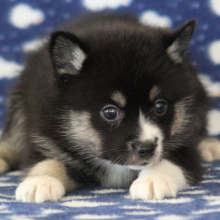 Pomsky Puppy Rima