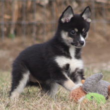 Pomsky Puppy Rima