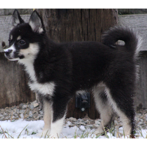 Pomsky Puppy Rima