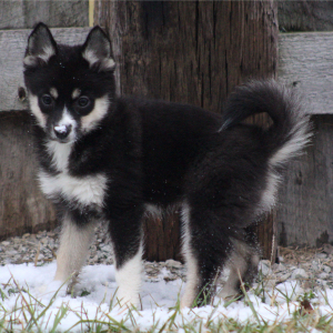 Pomsky Puppy Rima