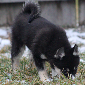 Pomsky Puppy Rima