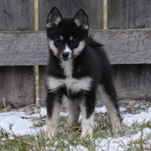 Pomsky Puppy Rima