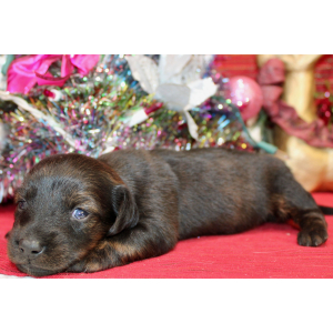Dachshund Puppy Annie