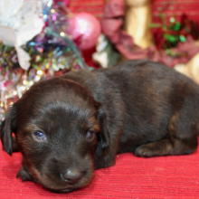 Dachshund Puppy Annie