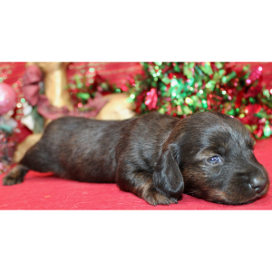 Dachshund Puppy Annie
