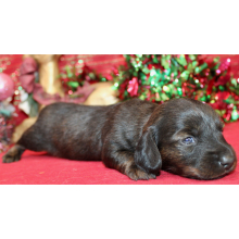 Dachshund Puppy Annie
