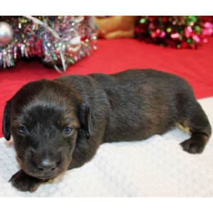 Dachshund Puppy Annie