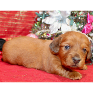 Dachshund Puppy Gigi