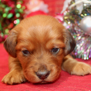 Dachshund Puppy Gigi