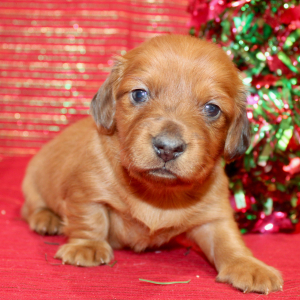 Dachshund Puppy Gigi