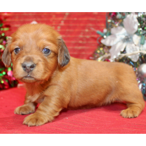 Dachshund Puppy Gigi