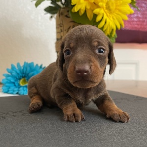 Dachshund Puppy Lance