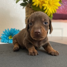 Dachshund Puppy Lance