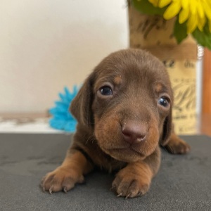Dachshund Puppy Lance