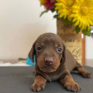 Dachshund Puppy Lance